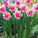 50 Seeds Purple Daffodils Aquatic Plants Double Petals Flower Seeds