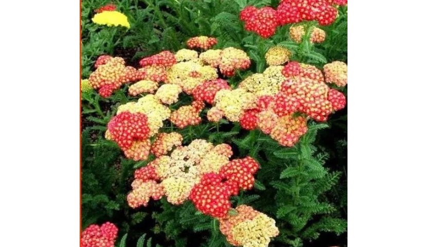 100 Yarrow Flower Seeds