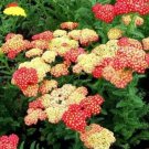 100 Yarrow Flower Seeds