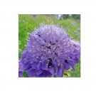 Purple Scabiosa Flower Seeds, Original Pack, 20 Seeds / Pack