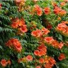 Seeds of Chinese Trumpet Vine - Campsis grandiflora 100 Seeds