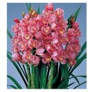 150 Chinese Cymbidium Orchid Flower Seeds