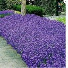 50 Italian Lavender Seeds | Heirloom / Non-GMO