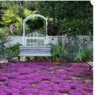300 Creeping Thyme Seeds | Heirloom / Non-GMO