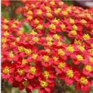 500 Red Yarrow Seeds | Heirloom / Non-GMO