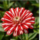Peppermint Zinnia 50 Seeds Double Bloom Rare Red And White Beautiful Non-Gmo