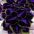 Black Purple Coleus 25 Seeds – Bold Foliage Plant