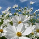 30  COSMOS PURITY FRESH FLOWER SEEDS