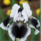 Black & White Iris 35 Seeds Rare Striking Bicolor Perennial Flower for Zones 4-9