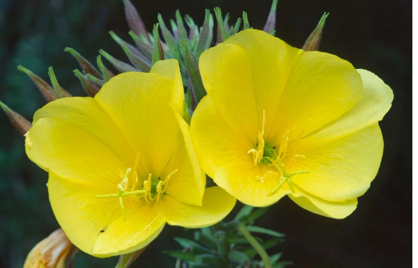 2000  Common Evening Primrose Seeds, Beautiful Yellow Flowers, Fragrant
