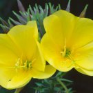 2000  Common Evening Primrose Seeds, Beautiful Yellow Flowers, Fragrant