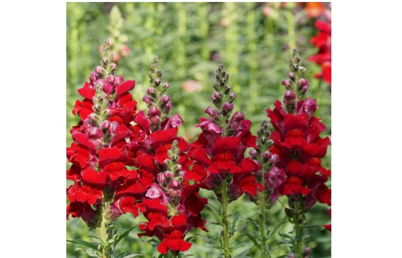 Snapdragon DEFIANCE RED Cut Flowers Attracts Hummingbirds 2000 Seeds USA Non-GMO