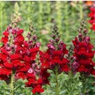 Snapdragon DEFIANCE RED Cut Flowers Attracts Hummingbirds 2000 Seeds USA Non-GMO