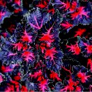 Coleus Black Dragon Lulu 25 Seeds – Rare Dark Foliage – Ornamental Flower Plant