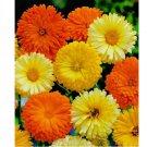 Calendula Pacific Beauty 50 Seeds Mix, Pot Marigold, Variety Sizes