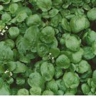 Watercress 1000 Seeds (Nasturtium officinale) NON-GMO Heirloom | USA