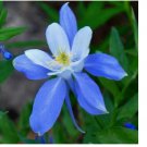 ROCKY MOUNTAIN BLUE COLUMBINE 200+ SEEDS  perennial FLOWER garden