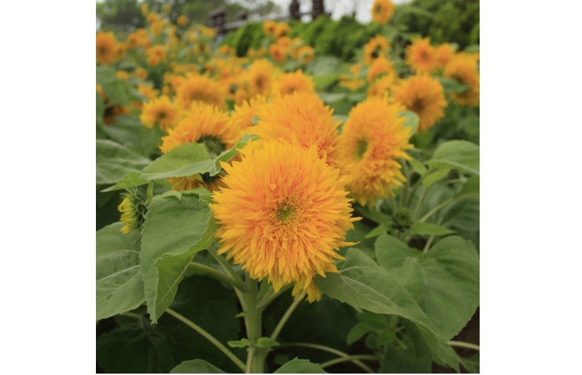 40 Teddy Bear Sunflower Seeds, Compact, Dwarf Sungold Sunflower, NON-GMO