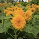 40 Teddy Bear Sunflower Seeds, Compact, Dwarf Sungold Sunflower, NON-GMO