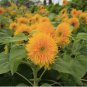 40 Teddy Bear Sunflower Seeds, Compact, Dwarf Sungold Sunflower, NON-GMO