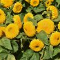 40 Teddy Bear Sunflower Seeds, Compact, Dwarf Sungold Sunflower, NON-GMO