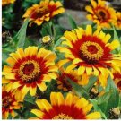 Mexican Sombrero Zinnia 100 Seeds Double Bloom Flowers Beautiful Rare