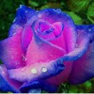 Navy Blue/Fuchsia Pink Rose tea flower exotic plant 20 Seeds USA Seller