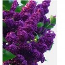 Dark Purple Lilac 25 Seeds Tree Fragrant Flowers Perennial Flower