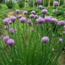 Heirloom Organic Chive 400 Seeds – Non-GMO Perennial Herb – Oniony Garlic Flavor