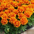 French Marigold 300 Seeds: Sparky- Beautiful Orange and Yellow Blooms