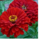 100+  WILL ROGERS ZINNIA FLOWER SEEDS RED annual GARDEN elegans