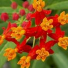 50 FRESH SEEDS BLOODFLOWER/SUNSET FLOWER/MEXICAN MILKWEED