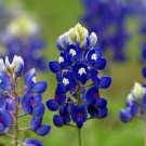 20 Texas Bluebonnet Lupine Seeds, Texas State Flower, Lone Star Lupine