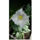 3,000 - 1 Gram Peshawar White Poppy Seeds - P. Somniferum - Giant & Solid White