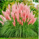 Pink Pampas Grass Ornamental Grass 100 seeds, Hardy Perennial Flower Seeds