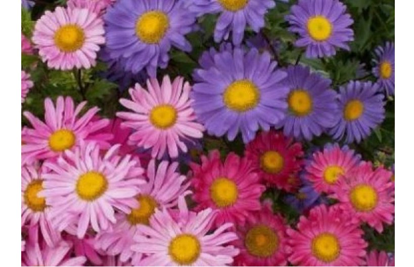 SINGLE MIX ASTER FLOWER SEEDS  50 FRESH SEEDS