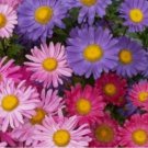 SINGLE MIX ASTER FLOWER SEEDS  50 FRESH SEEDS