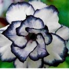5 pcs Desert Rose Flower Adenium obesum "PEONY" bonsai Seeds