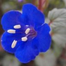 CALIFORNIA BLUEBELL FLOWER SEEDS  50 FRESH SEEDS BLUE BELL