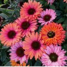 Sunseeker Rainbow Coneflower 50 Seeds Echinacea Flower Perennial Flowers