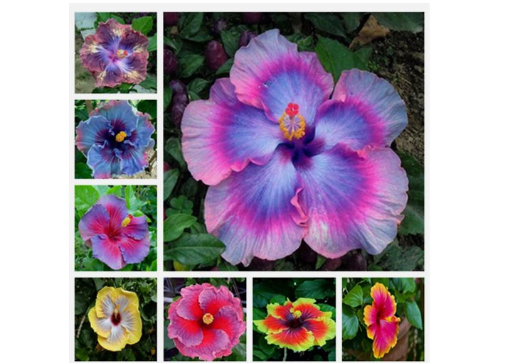 20 HIBISCUS FLOWER SEEDS rare exotic bloom plant garden bed bush germination Mixed Colors