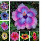 20 HIBISCUS FLOWER SEEDS rare exotic bloom plant garden bed bush germination Mixed Colors