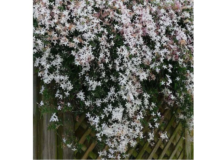 White JASMINE rare flower exotic climber vine bush USA 20 Seeds