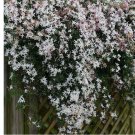 White JASMINE rare flower exotic climber vine bush USA 20 Seeds
