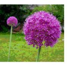 RARE HUGE PURPLE ALLIUM SENSATION 4-6" SOFTBALL "AFLATUNENSE" FLOWER SEEDS 40 Seeds