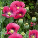 P. Somniferum Giant Poppy 1500 Seeds – Huge Pink to Purple Blooms – Heirloom