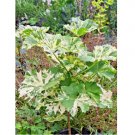 50 Variegated tree mallow seeds, Lavatera arborea var. white splashed leaves.