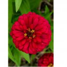 Cherry Queen Zinnia 100 Seeds, NON-GMO, Easy Grow, Variety Packet Sizes