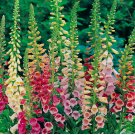 Excelsior Mix Foxglove Seeds | 750  Seeds | Non-GMO
