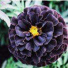Hybrid Black Marigold 25+ Seeds for Garden Planting - USA